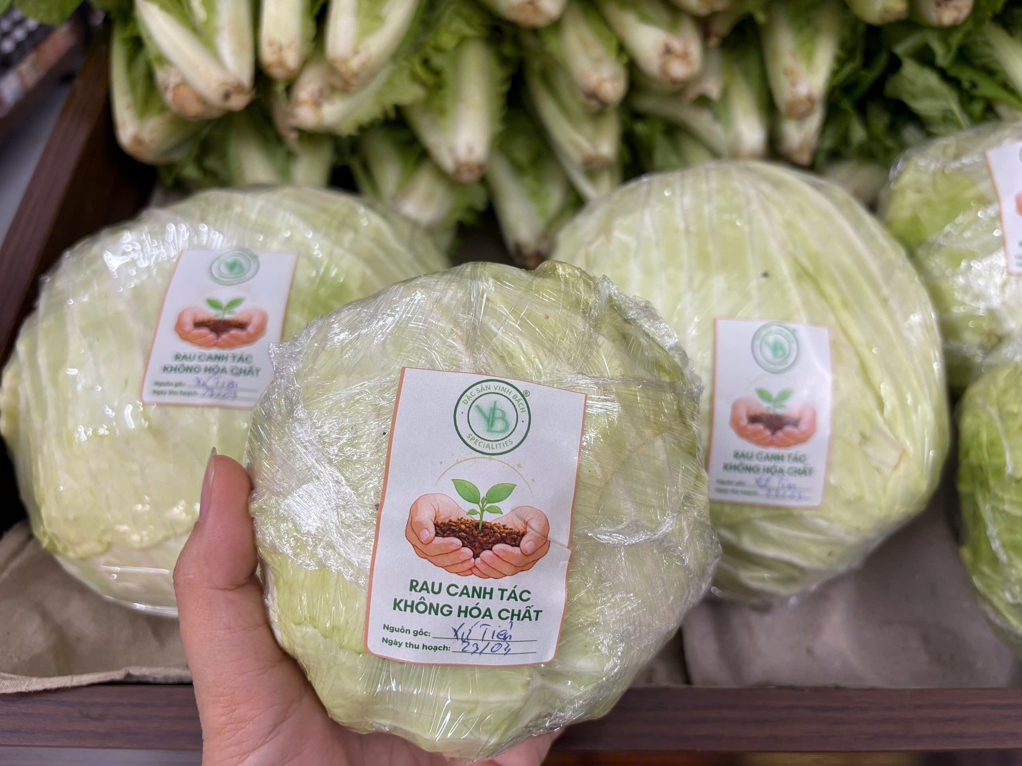Bắp cải trắng