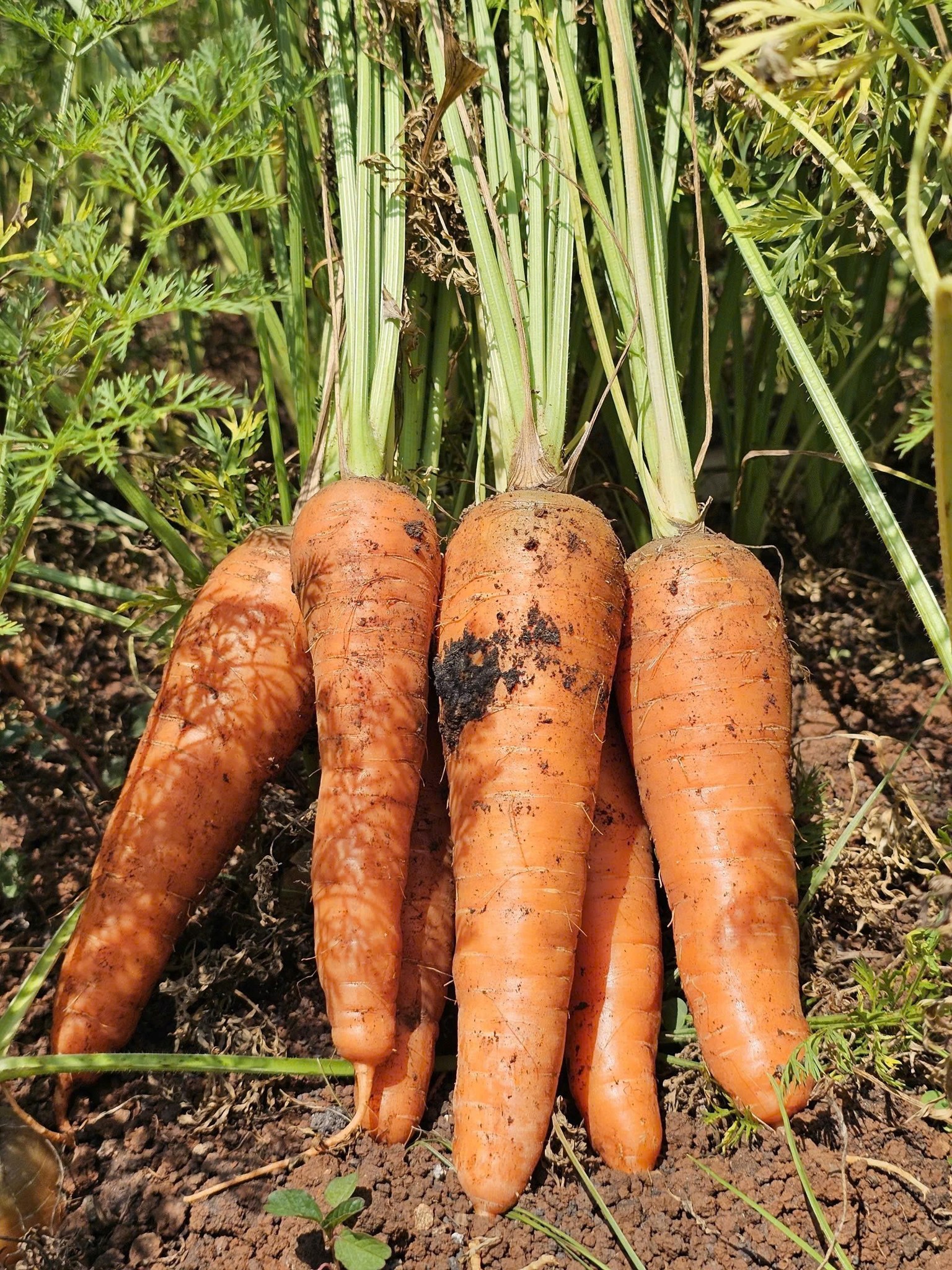 Cà rốt