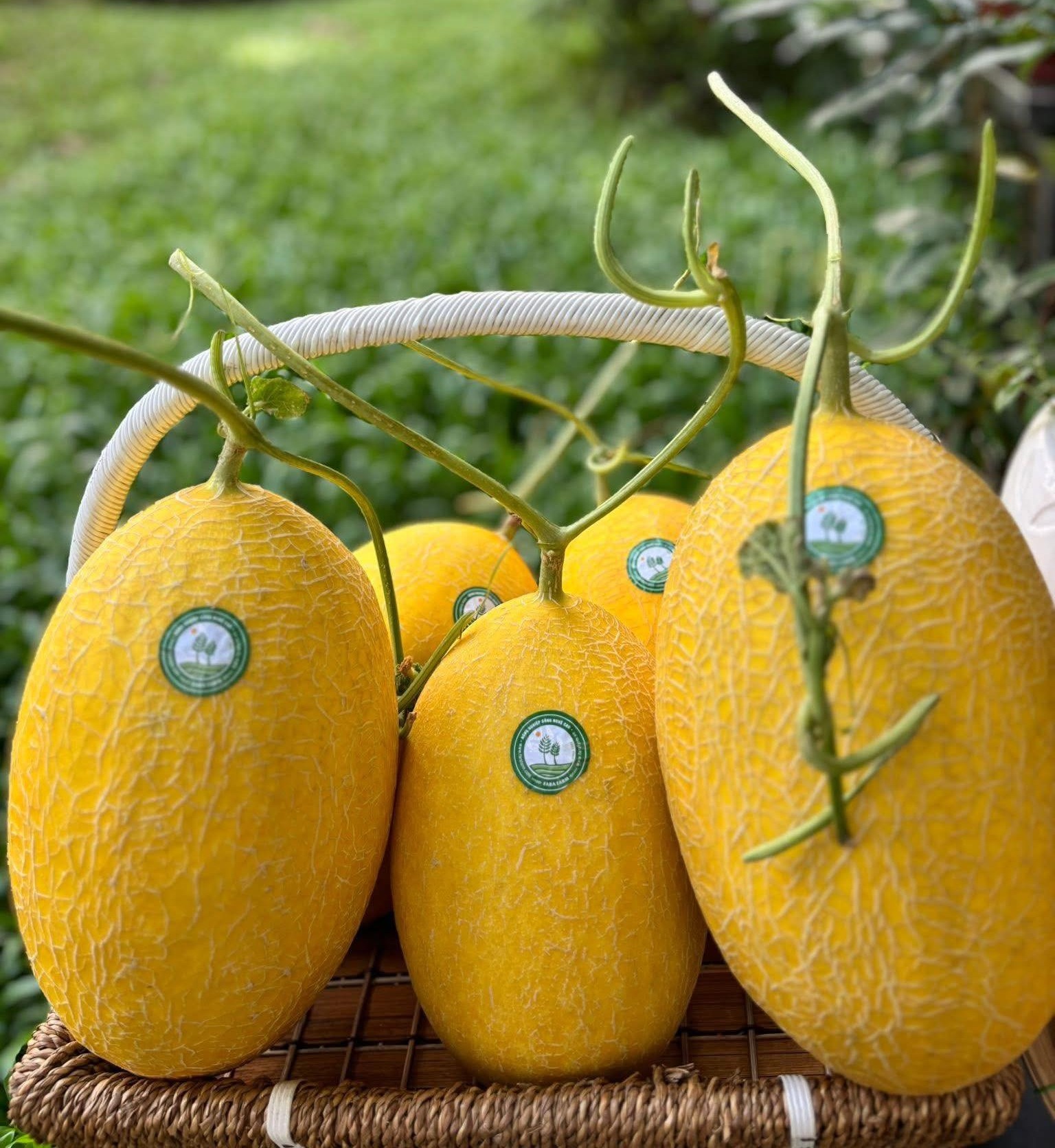 Dưa lưới Huỳnh Long Fara