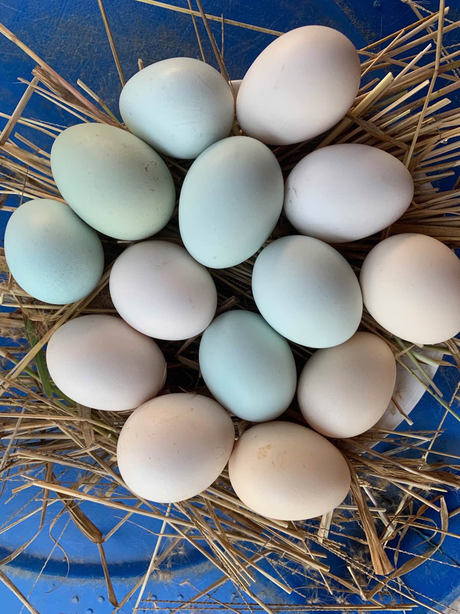 Trứng gà ta thả vườn