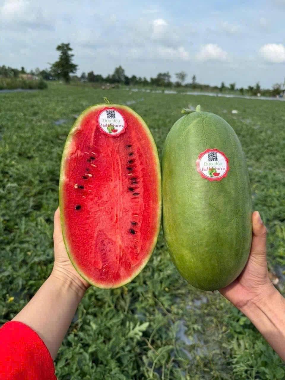 Dưa hấu đường Huka Farm