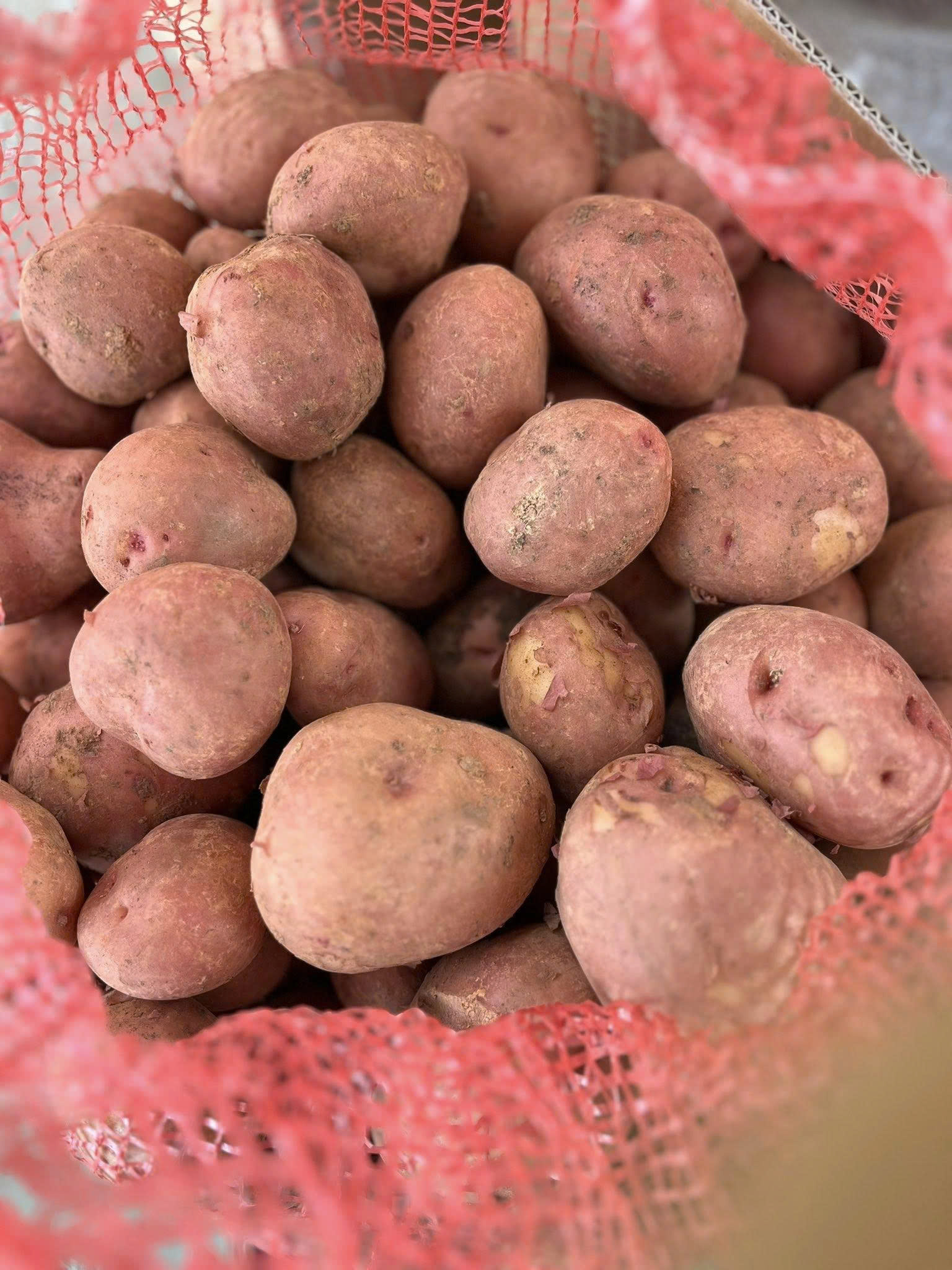 Ảnh 5
