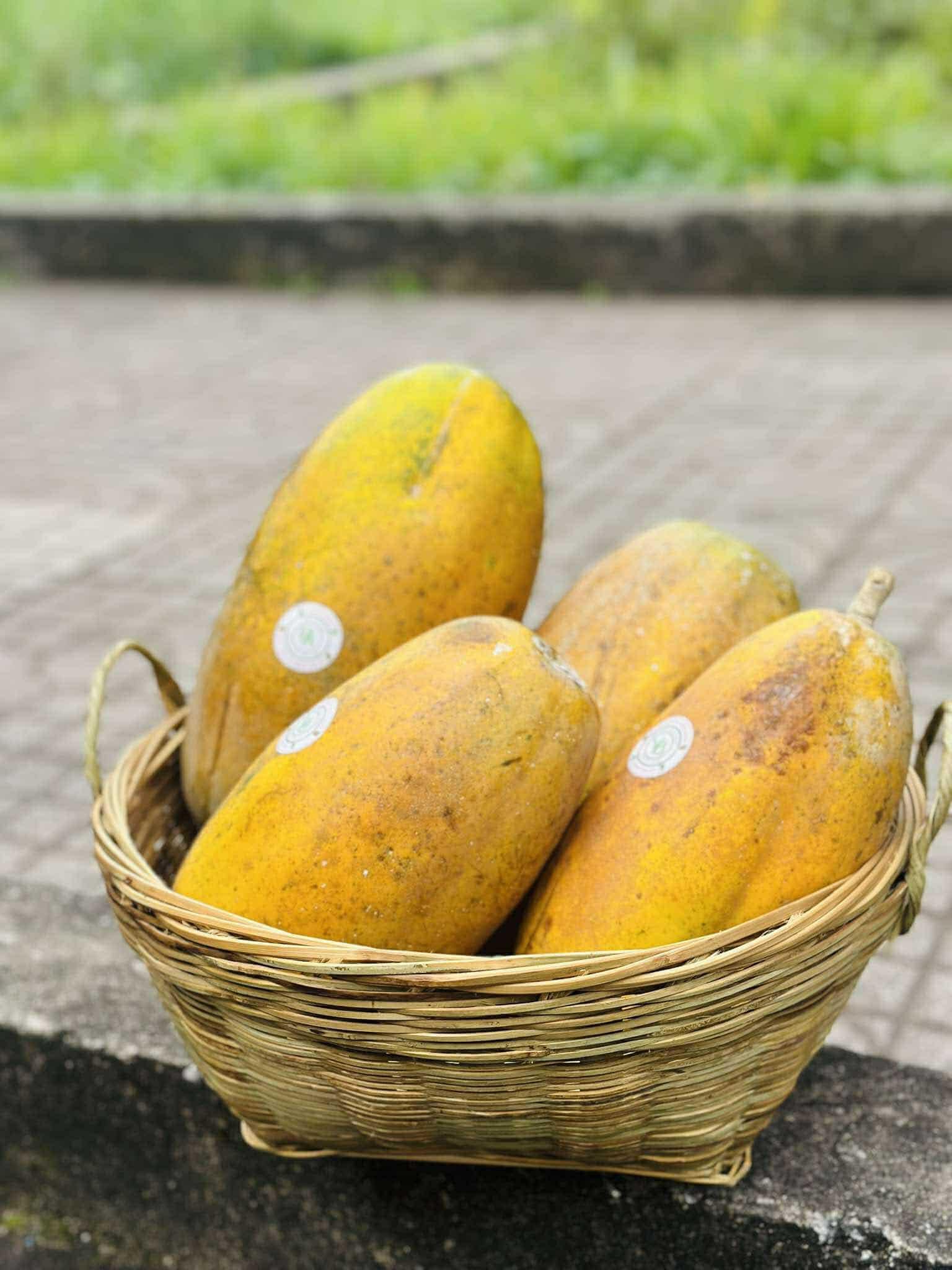 Đu đủ Vinh Bách